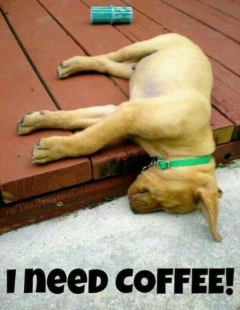 I need coffee!!!!!! Humor Animal, Inspirerende Ord, Coffee Obsession, Coffee Talk, Need Coffee, Good Morning Coffee, Coffee Is Life, I Love Coffee, E Card