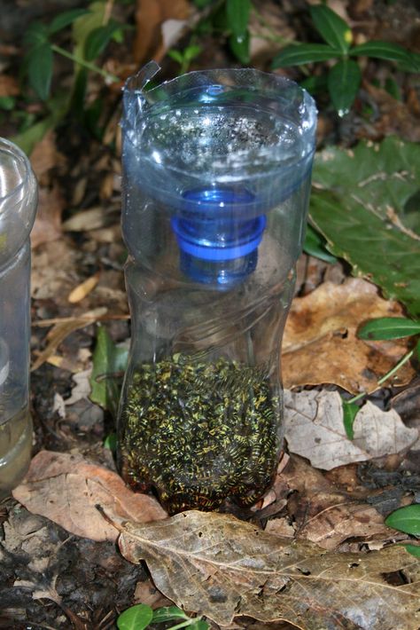 Yellow jacket / Wasp / hornet trap! So easy! We use apple juice because its so cheap.