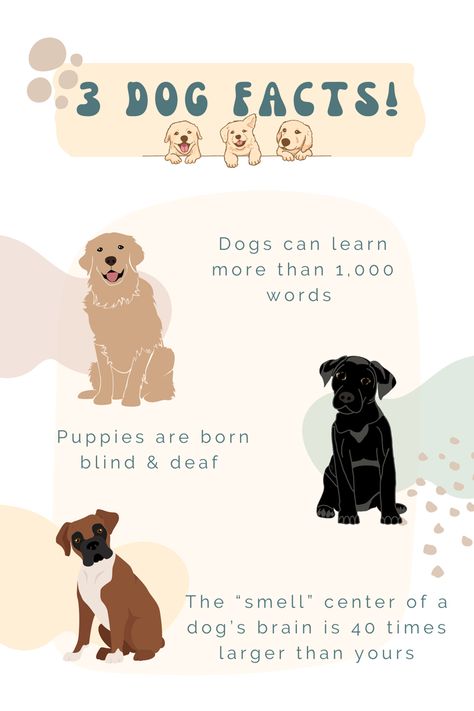 Dog puppy facts Dog Daycare Business, Puppy Training Guide, Fun Facts About Dogs, Dog Marketing, Stop Puppy From Biting, Training Puppy, Dog Enrichment, Puppy Biting, Basic Dog Training