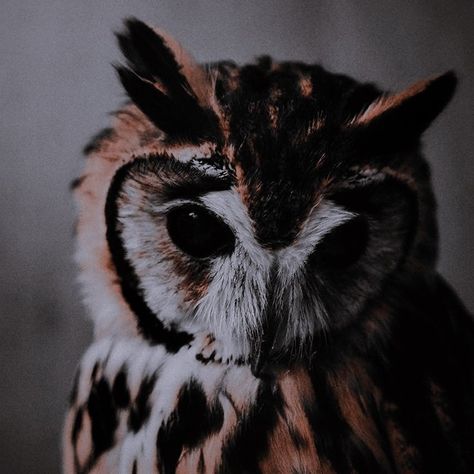 Nature, Akita, Aesthetic Animals, Owl Post, Black Owl, Nocturnal Animals, Great Horned Owl, Horned Owl, Landscape Wallpaper