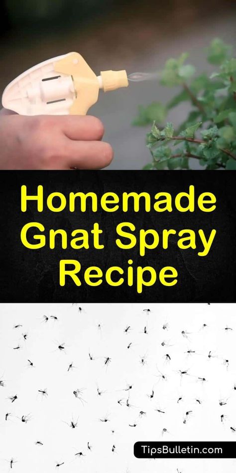 Upcycling, Gnat Spray, Gnats In House Plants, Get Rid Of Gnats, How To Get Rid Of Gnats, Gnat Traps, Plant Bugs, Diy Pest Control, Insect Spray