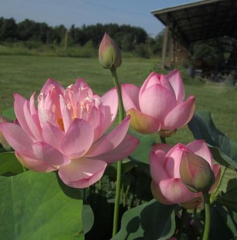 Bowl Lotus, Late Summer Flowers, Lotus Flower Pictures, Lotus Plant, Shallow Water, Pink Plant, Nothing But Flowers, Pink Lotus, Flower Therapy