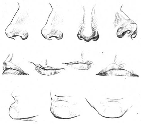 Different angles drawings Nose Studies, Nose Study, Lips Sketch, 얼굴 드로잉, Nose Drawing, 얼굴 그리기, Lips Drawing, Different Angles, Anatomy Drawing