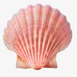 Sea Shells Reference, Seashell White Background, Pictures Of Shells, Shell Png Aesthetic, Shell Drawing Aesthetic, Seashell Png Aesthetic, Sea Shell Reference, Blue Seashells Aesthetic, Seashell Reference Photo