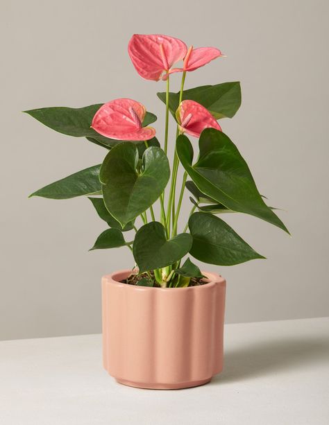 Pink Anthurium, Flamingo Flower, Plant Benefits, Plant Guide, Best Indoor Plants, Houseplants Indoor, Monstera Plant, Blooming Plants, Small Planter