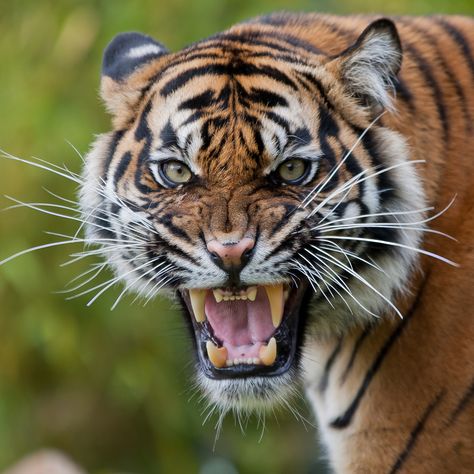 Angry tiger Burgers' Zoo | Theo Kruse | Flickr Mad Kitty, Tiger Photography, Angry Tiger, Tiger Roaring, Angry Animals, Tiger Images, Tiger Wallpaper, Tiger Pictures, Tiger Face