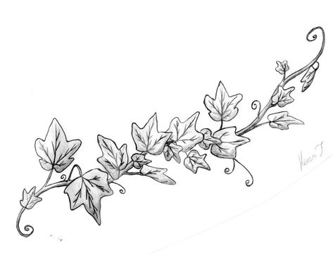 Ivy Vine Drawings Sketches Peacock Tattoo, Poison Ivy Leaves, Ivy Tattoo, Leaves Drawing, Vine Drawing, Tracing Art, Plant Sketches, Ivy Vine, Trendy Plants