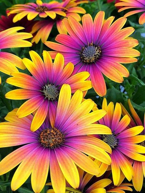 Exotic Flowers, Holguin, African Daisy, Unusual Flowers, Beautiful Flowers Wallpapers, Daisy Flowers, Kitchen Garden, Flower Aesthetic, Flowers Nature