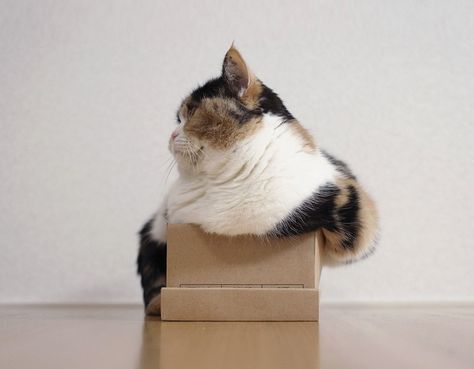 Funny Cat Photos, Cats In Boxes, Cat In Box, Gato Calico, Cat Box, Pet Hacks, Muffin Top, Calico Cat, Fat Cats