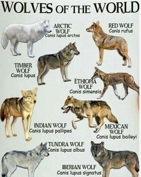 Indian Wolf, Regnul Animal, Timber Wolf, Wolf Photos, Wolf Spirit Animal, Red Wolf, Wild Wolf, Wolf Love, Wolf Pictures