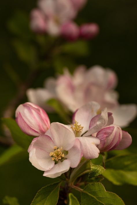 Apple Blossom Flowers, #Apple, #Flowers, #Blossom Nature, Apple Blossom Flower, Blossom Wallpaper, Apple Flowers, Best Wallpaper Hd, Embrace Nature, Best Wallpaper, Flowers Spring, Spring Blooms