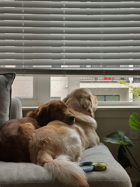 2 Dogs Aesthetic, Golden Retriever Aesthetic, Random Cute Things, Dog Date, Love Of A Dog, Cute Animals Puppies, Cute Animal Photos, Cute Creatures, Animal Planet