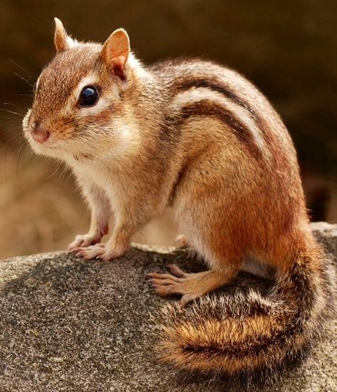 Prabhu Ram, Squirrel Pictures, Wolf Spirit Animal, Cute Squirrel, Wild Creatures, Animal Habitats, Super Cute Animals, Pretty Animals, Cute Wild Animals