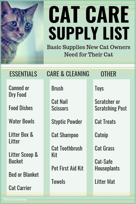 Cat Care Supplies Listcare Cat List PetSupplieslist Supplies Check more at ://petsupplies5.tvizlet.me/cat-care-supplies-list/ Pet Supplies Organization, Cat Supplies List, Cat Shampoo, Cat Essentials, Cat Language, Animals Cat, Cat Care Tips, Kitten Care, Cat Parenting