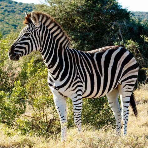 Zebra Photography Amazing Photos, Zebra Pictures Photography, Zebra Aesthetic, Zebra Images, Zebra Photography, African Animals Photography, Zebra Pictures, Plains Zebra, Tattoos Anime