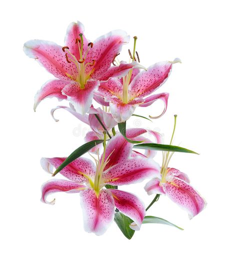 Pink lily. Isolated on white background #Sponsored , #SPONSORED, #Affiliate, #lily, #white, #Isolated, #Pink Color Pink Background, Stargazer Lily Tattoo, Lily Wallpaper, Anthurium Flower, Lilly Flower, Pink Lillies, Stargazer Lily, Lily Tattoo, Phone Inspiration