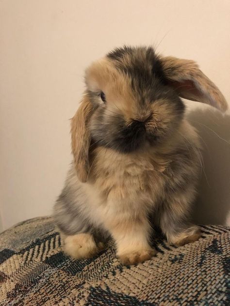 Cele Mai Drăguțe Animale, Cute Bunny Pictures, Pet Bunny, Baby Animals Pictures, Super Cute Animals, Haiwan Peliharaan, Baby Animals Funny, Fluffy Animals