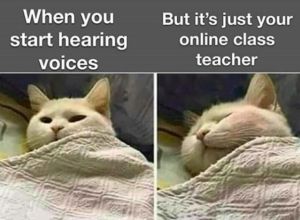 Hearing Voices Of Online Class Teacher In Bed Humour, Studying Funny, Funny Cat Jokes, Class Memes, Studying Memes, College Memes, Hearing Voices, Student Memes, Cat Jokes