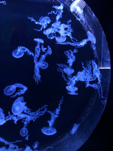 #jelly #jellyfish #pankrac #prague #czechia #seaworld #aquarium Nature, Working At An Aquarium, Jellyfish In Aquarium, Jellyfish Tank Aquarium, Jelly Fish Tank, Aquarium Jellyfish, Goldfish Aquarium, Jellyfish Tank, Sea Aquarium