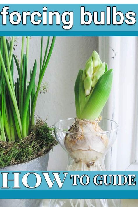 Perfume your living room the natural way! Grow some hyacinths on water and enjoy the scent. Forcing bulbs inside is really easy. Let me show you how. Flower Bulbs Indoors, Growing Lillies, Growing Bulbs Indoors, Forcing Bulbs, Bulb Planting, Dough Bowl Centerpiece, Growing Bulbs, Spring Table Settings, Bulbs Indoor