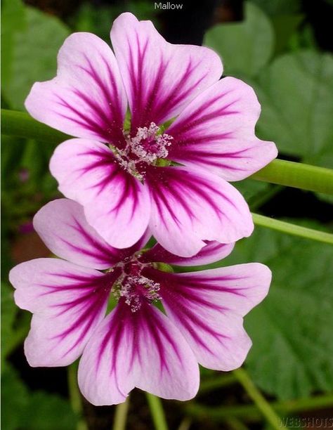 Mallows. Now I know what the beautiful flowering vine/stalk growing in our yard is. Purple Mallow Flower, Malva Flower, Tree Mallow, Singular Flower, Săpunuri Handmade, Mallow Flower, Wonderful Flowers, Unusual Flowers, Favorite Flowers