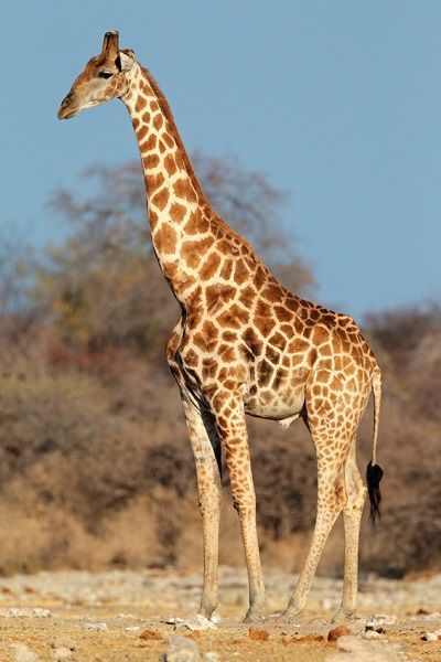 Giraffe Facts, Mammals Animals, Animals Giraffe, Giraffe Pictures, Airbrush Art, African Wildlife, Wildlife Animals, African Animals, Large Animals