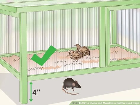 Button Quail Enclosure, Button Quail Housing, Button Quail Housing Indoor, Quails Cage, Quail Cage Plans, Quail Enclosure, Quail Pen, Quail House, Quail Cage