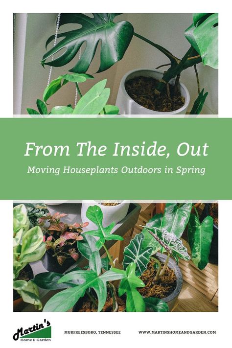 Many houseplants staggered on a table. A block of text in front of the picture reads, "From The Inside, Out: Moving Houseplants Outdoors in Spring." Nature, Plants Outside, Moving Plants, Interior Plants, New Environment, Moving House, Outdoor Plants, Outdoor Settings, Natural Environment