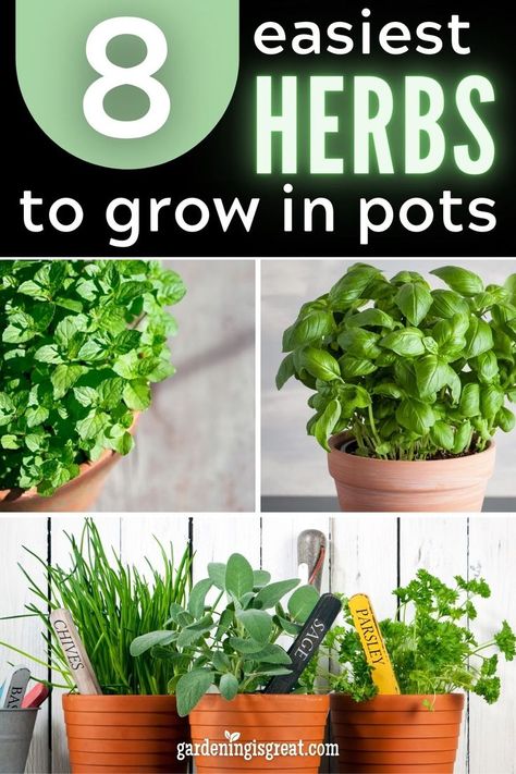 Growing Herbs Outdoors, Grow Herbs Indoors, Herbs In Pots, Growing Herbs In Pots, Best Herbs To Grow, Easy Herbs To Grow, Growing Vegetables In Pots, Herb Garden Pots, Growing Herbs Indoors