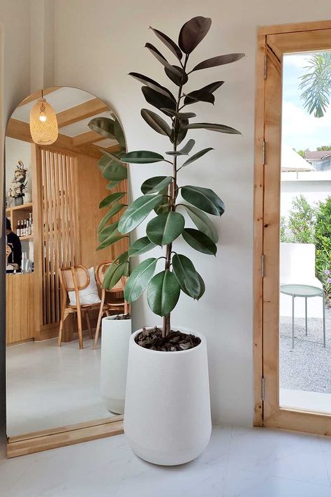 Best Indoor Tree For Low Light, Plant Decor Modern, Tree Indoor Plants, Indoor Low Light Tree, Low Light Indoor Tree, Indoor House Trees, Indoor Trees Plants, Low Light Trees Indoor, Best Indoor Trees For Low Light