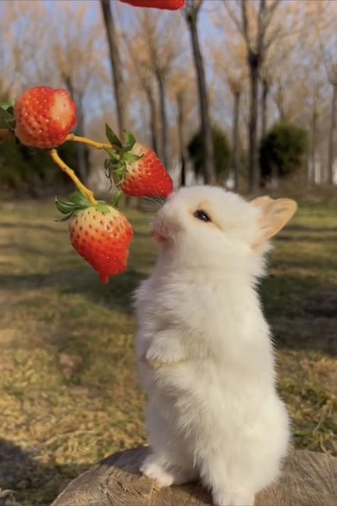 Bunny Strawberries, Pictures Of Rabbits, Rabbits Pictures, Bunny Strawberry, Strawberry Bunny, Cutee Animals, Cute Bunny Pictures, Cute Small Animals