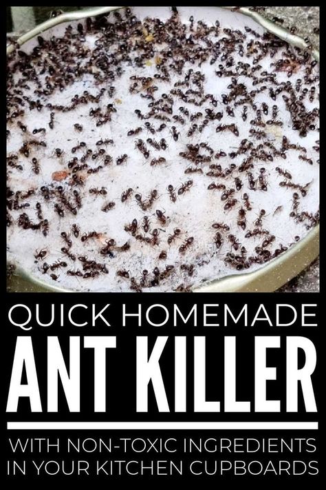 Homemade Ant Killers Diy Ant Killer Outdoor, Natural Remedies For Ants, Ant Killer Natural, Diy Ant Killer, Kitchen Ants, Ant Remedies, Home Remedies For Ants, Ant Spray Diy, Ants In Garden