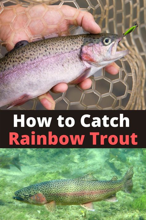 See the best bait and lures for catching Rainbow Trout. Learn how to #fish each #trout bait and lure. See how stocked rainbow trout are a great and easy fish to catch once you understand what they ate growing up in hatcheries. Use these trout fishing strategies on any stocked pond, lake, or river. These simple trout fishing methods are guaranteed to get you a stocked trout on your next fishing trip. Best Trout Lures, Lake Trout Fishing, Trout Fishing Lures, Fishing Hook Knots, Fish Types, Fishing Trout, Fishing Hacks, Lake Trout, Rainbow Trout Fishing