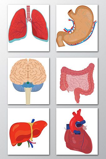 Internal Organs Activity, Internal Body Parts For Kids, Internal Organs For Kids, Human Internal Organs, Body Parts Preschool Activities, Body Parts For Kids, Senses Preschool, School Kids Activities, Sistem Pencernaan