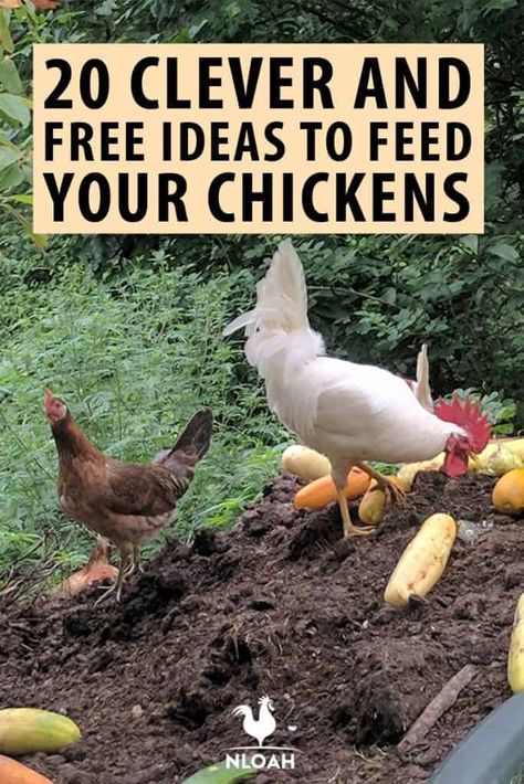 Trellis Chicken Coop, Organic Chicken Feed Recipe, Fodder For Chickens, Diy Pet Food, Chicken Feed Recipe, Chicken Feed Diy, What To Feed Chickens, Chicken Tips, Food For Chickens