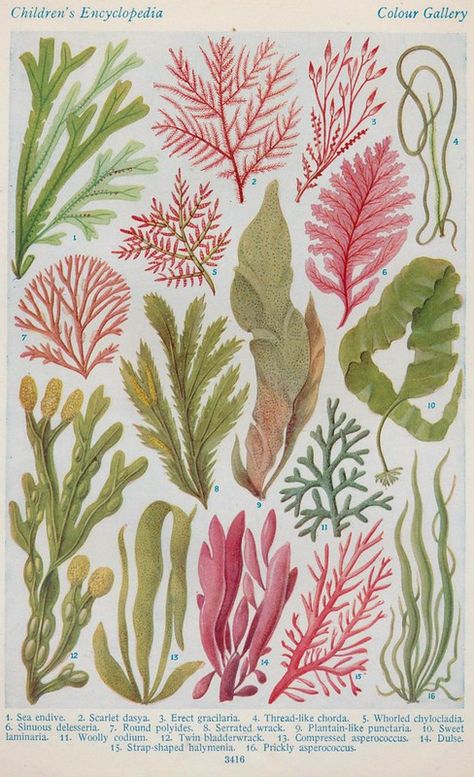 Seaweed Textiles, Coral Reef Drawing, Paintings Tutorials, Sea Plants, Colour Theory, Botanical Illustration Vintage, Vintage Botanical Prints, Antique Illustration, Plant Illustration