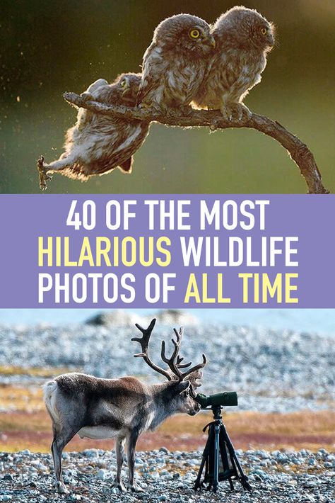 While nature photography almost always helps us take in the stark beauty of the world, it’s always so, so serious, but that’s not always the case. Animals can have fun too! These hilarious wildlife photos from the Comedy Wildlife Photography Awards show us nature’s major sense of humor (and trust us, she’s a real knee-slapper!). Amazing Wildlife Photography, When Nature Takes Over, Humour, Photos Of Animals Wildlife, Cool Pictures Of Nature Amazing Photos, Cute Animal Pictures Photography, Animal Pictures Photography, Cute Baby Animals Pictures, Humor Funny Pictures Life