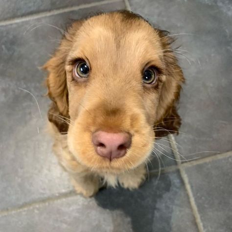 Meet Winnie, The Cocker Spaniel That Looks Like A Real-Life Disney Character | Bored Panda Disney Characters Eyes, Ras Anjing, Haiwan Comel, Anak Haiwan, Psy I Szczenięta, Haiwan Lucu, American Cocker Spaniel, Cocker Spaniel Puppies, Spaniel Puppies