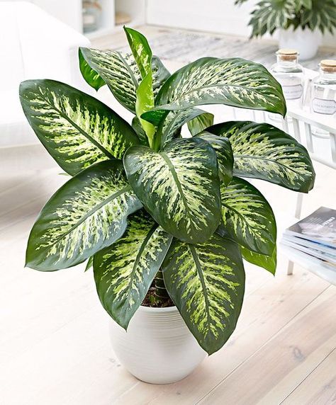 Searching for a way to improve your mood and reduce stress while stuck inside? You need house plants!! ✨🌿Click to read about the 5 best plants to grow inside your home.👇 . . . #houseplant #plants #indoorplants #homedecor #home #stayhome #stayathome #greenthumb #stress #grow Difenbahya Plant, Araceae Plant, Dieffenbachia Seguine, Dieffenbachia Houseplant, Snow Plant, Indoor Tropical Plants, Easy Care Houseplants, Tanaman Indoor, Tanaman Pot