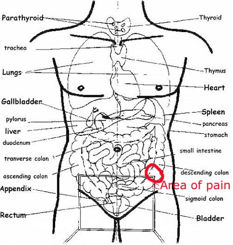 Lower Abdominal Pain, Lower Stomach, Man Anatomy, Cool Chest Tattoos, Tight Hip Flexors, Medical School Studying, Psoas Muscle, Lower Abdomen, Stomach Pain