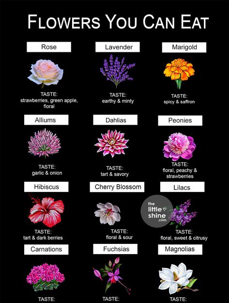 Types of Edible Flowers - Flavor and Ways to Use Them - The Little Shine Fairy Witch Cottagecore, Witch Cottagecore, Fairy Witch, Cottagecore Vibes, Spell Books, Idee Pasto, Different Types Of Flowers, Flower Meanings, Nothing But Flowers