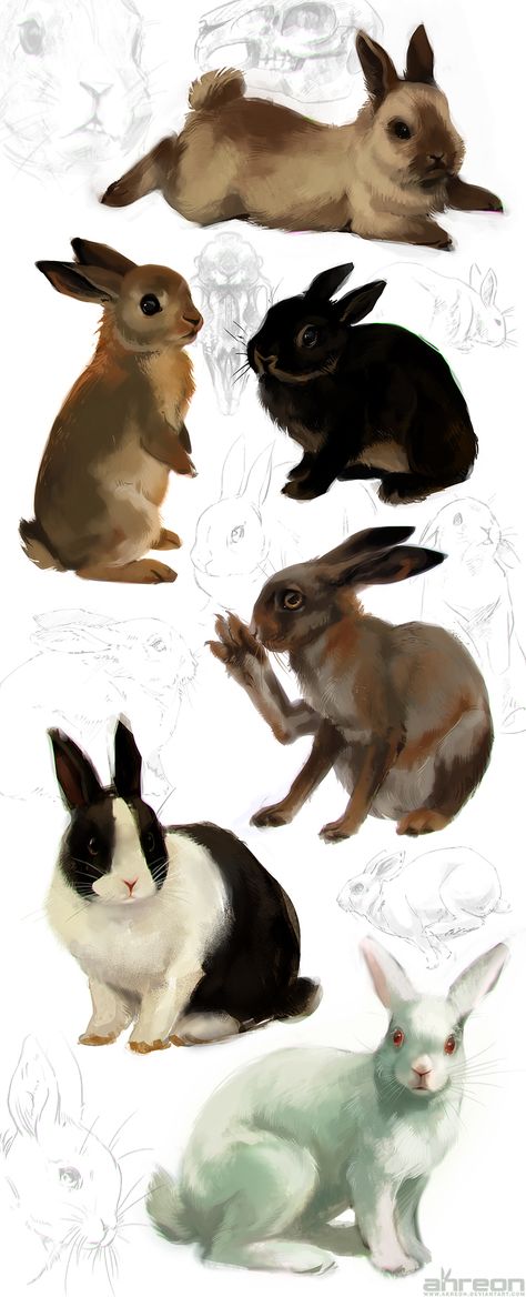 Rabbit Anatomy, Rabbit Pose, Rabbit Drawing, Beautiful Rabbit, Animal Study, Drawing Studies, Rabbit Art, Bunny Art, Speed Paint