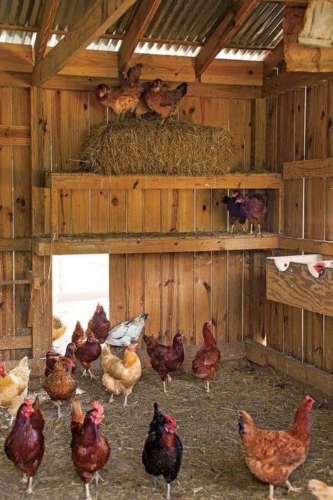 50 Beautiful DIY Chicken Coop Ideas You Can Actually Build - Engineering Discoveries Country Family Room, Araucana Chickens, Chicken Coop Ideas, Old Garden Tools, Home To Roost, Coop Ideas, Gardening Landscaping, Gardening Design, Coop Design