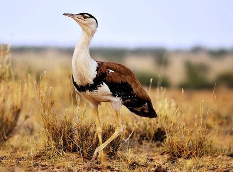 Great Indian Bustard (Ardeotis nigriceps) India Nature, Great Indian Bustard, Happy Diwali Photos, Diwali Photos, Forest Department, Animal References, Red Books, Wildlife Conservation, Big News