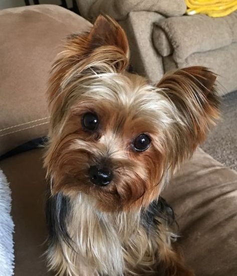 Yorkshire Terriers, Chien Yorkshire Terrier, Yorkie Haircuts, Top Dog Breeds, Yorkie Terrier, Psy I Szczenięta, Easiest Dogs To Train, Dogs Breeds, Silky Terrier