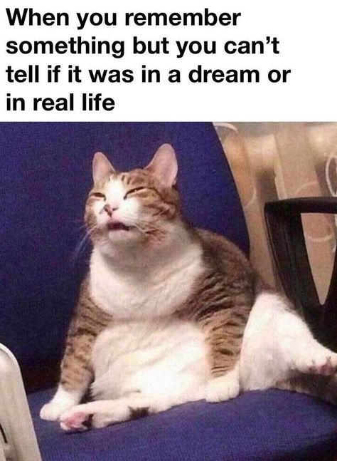 Animal Jokes, Funny Animal Jokes, Taco Bell, Funny Cat Memes, Memes Humor, Komik Internet Fenomenleri, Really Funny Memes, Animal Memes, Cute Funny Animals