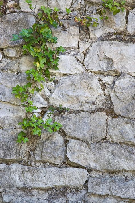 Old white stone wall and ivy background. Old white stone wall with trailing gree , #spon, #wall, #ivy, #white, #stone, #background #ad Vines On Stone Wall, Old Stone Wall Interior, Greek Stone Wall, Stone Wall With Plants, Stone Wall Aesthetic, Ivy On Wall, Overgrown Ivy, Ivy Background, Ivy Painting