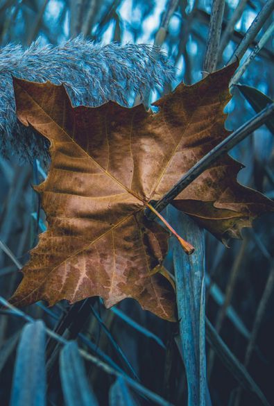 Photo Bleu, Brown Teal, Blue Cottage, Brown Aesthetic, Aesthetic Images, Belleza Natural, Blue Aesthetic, Blue Hues, Color Inspiration