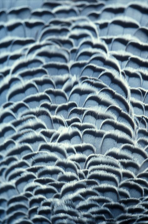 Feather Fabric Texture, Birds Close Up, Feathers Close Up, Feather Close Up, Studying Materials, Sky Woman, Falcon Feather, Animal Texture, First Bra