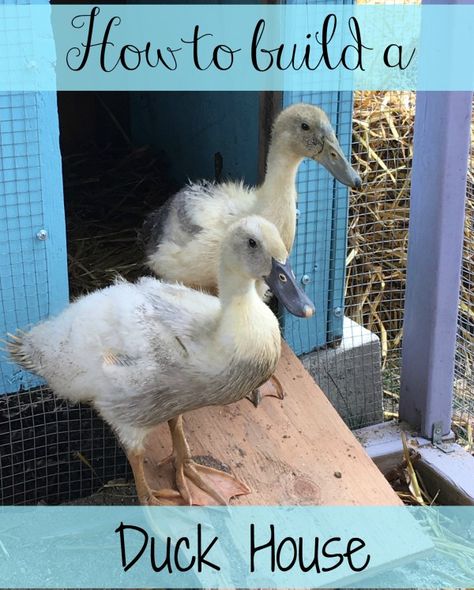 Want to build a great house for your new ducks? It doesn't have to cost a fortune! Check out how we built our duck house Duck Pens, Backyard Ducks, Duck Coop, Duck Farming, Raising Ducks, Homestead Ideas, Pet Ducks, Duck House, Backyard Poultry